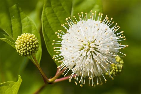 Buy Buttonbush for Sale Online | Direct Native Plants