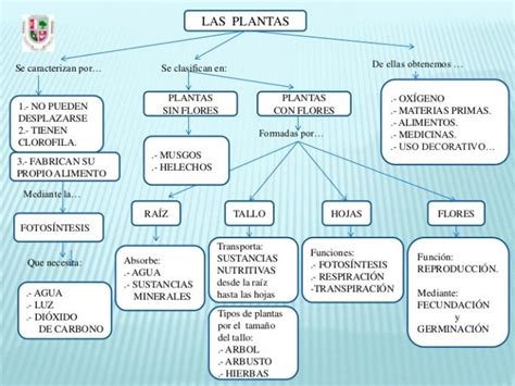 Cuadro Sinoptico Del Reino Plantae Mientos Porn Sex Picture