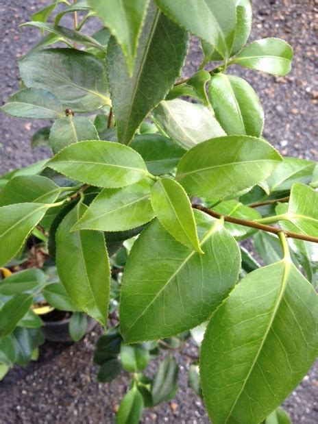 Camellia Japonica Magnoliaeflora Wholesale Nursery Nurseries In