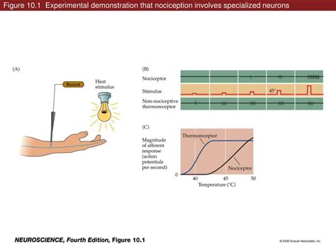 Ppt Figure Experimental Demonstration That Nociception Involves