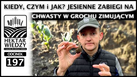 Kiedy Czym I Jak Jesienne Zabiegi Na Chwasty W Grochu Zimuj Cym