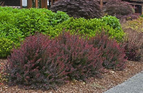 Royal Burgundy Barberry Shrubs Shrubs For Borders Monrovia Plants