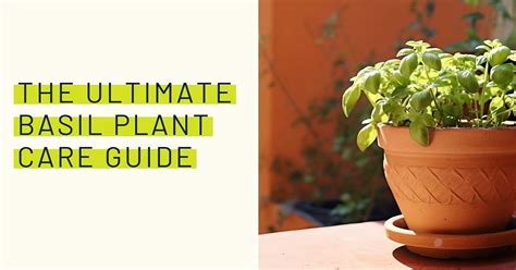 The Ultimate Basil Plant Care Guide