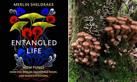 New books sheds light on fungi, which are the largest and oldest living things on earth | Daily ...