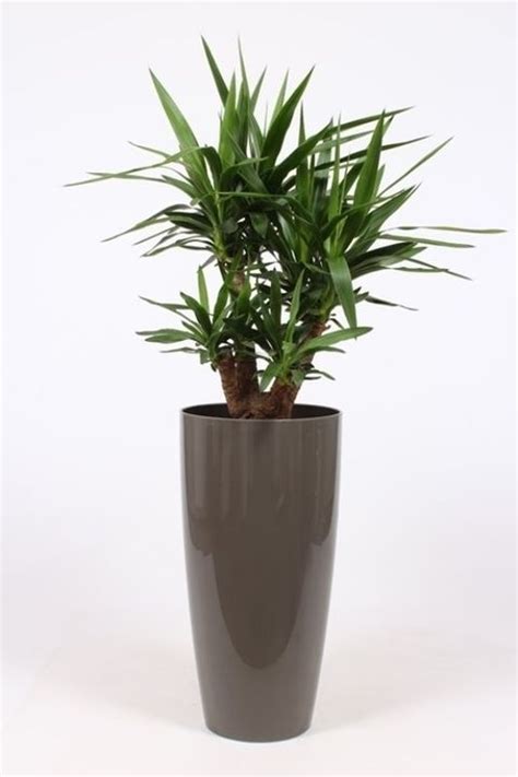 Yucca Elephantipes — Plant Wholesale Floraccess