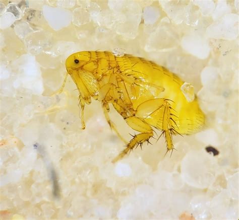 Oriental Rat Flea Xenopsylla Cheopis · Inaturalist