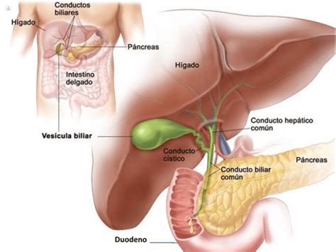 Qué significa hepatobiliar Descubre todo sobre este término médico