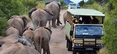 Pilanesberg National Park Guided Game Drive Experience Days Vouchers