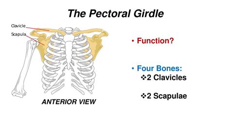 Chapter 7 Skeletal System Ppt Download