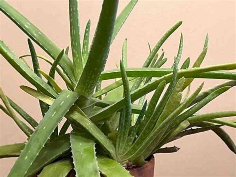 Guía esencial para cultivar aloe vera requisitos básicos BioSalud