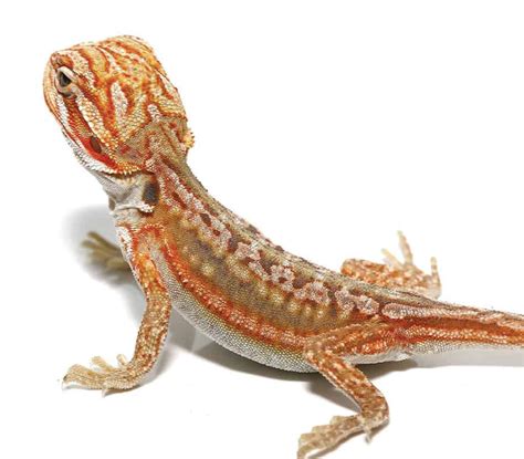 Baby Hypo Inferno Leatherback Dunner Bearded Dragon For Sale Upriva