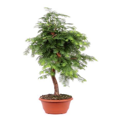 Metasequoia glyptostroboides | Pre-Bonsai | Outdoor Bonsai | Bonsai ...