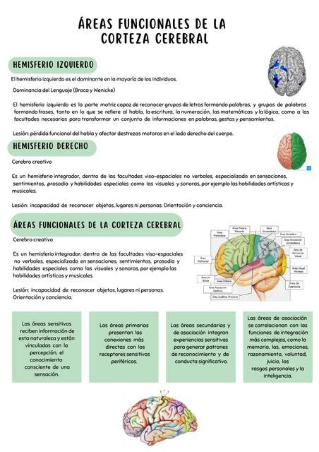 Reas Funcionales De La Corteza Cerebral Patricia Gamarra Udocz