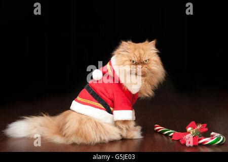 Persian Cat In Santa Costume For Christmas Stock Photo Alamy