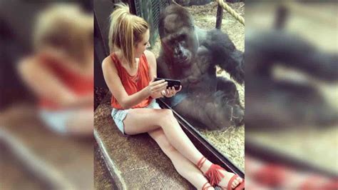 Gorilla at Louisville Zoo captivated by videos of baby gorillas - ABC7 ...