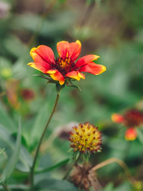 Free Images Nature Blossom Meadow Prairie Flower Petal Botany