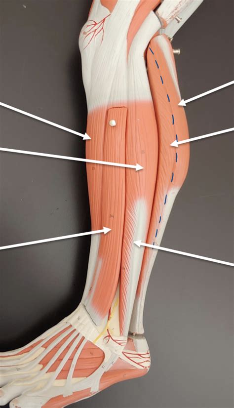 Lower Leg Lateral Diagram Quizlet