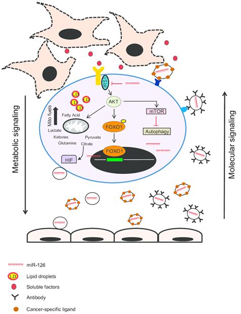 Cross Talk Between Cancer Cells And Cancer Associated Fibroblasts Download Scientific Diagram