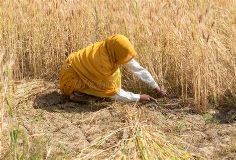 Woman Harvesting Wheat Seeds India Stock Photo Image Of Ripe Bread