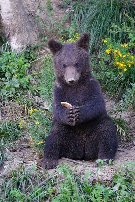 Bear Brown Predator - Free photo on Pixabay - Pixabay
