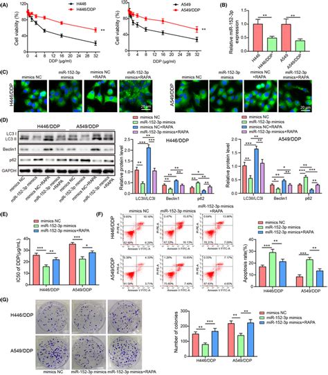 MiR1523p Overexpression Inhibited Cisplatin Resistance And Autophagy