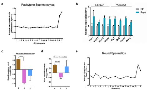 Rapamycin Mediated Mtor Inhibition Impairs Silencing Of Sex Chromosomes