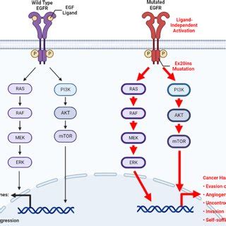 Structures Of Representative Fourth Generation Allosteric EGFR TKIs A