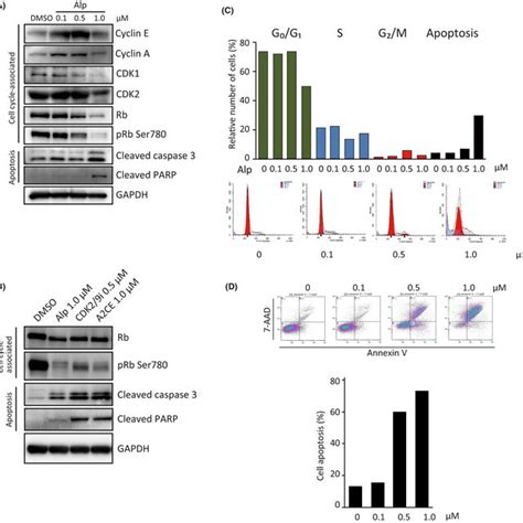 Apoptosis Induction By Cyclindependent Kinase CDK Inhibitor A B