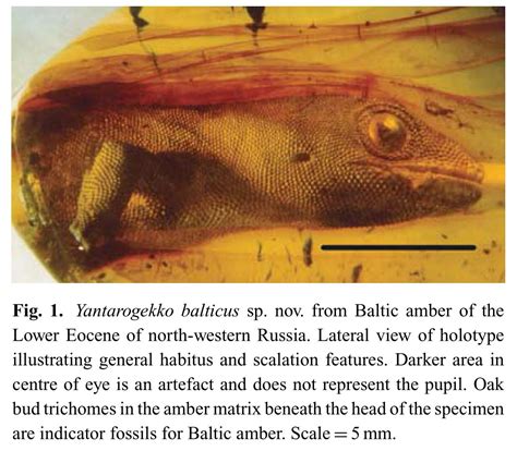 54 Million Year Old Gecko Trapped In Amber Rnatureispoetry