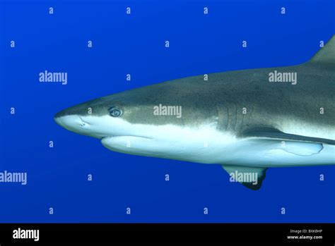 Blacktip Reef Shark Carcharhinus Melanopterus Swimming Against Blue Background Uepi Solomon