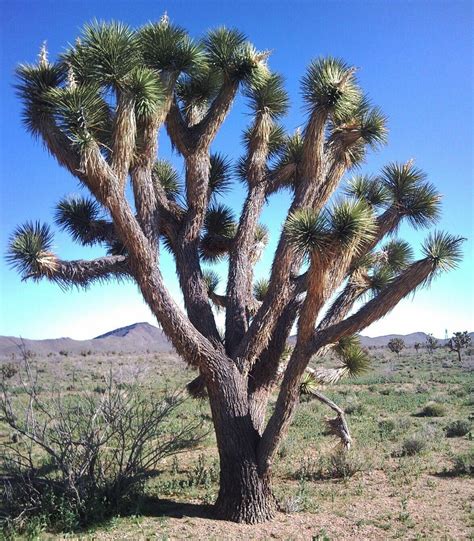 Yucca Brevifolia Hardy Joshua Tree Yucca Quinta Dos Ouriques