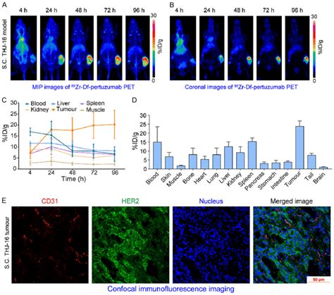 Zr Df Pertuzumab Pet Imaging Of Athymic Nude Mice Bearing