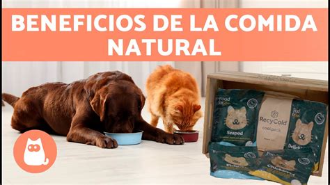 Comida Cocinada Y Natural Para Perros Y Gatos 🐶🍖🐱 8 Beneficios Y Recomendaciones Youtube