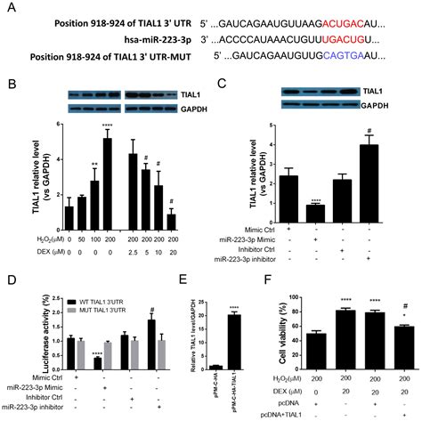 Mir P Tial Interaction Is Involved In The Mechanisms Associated