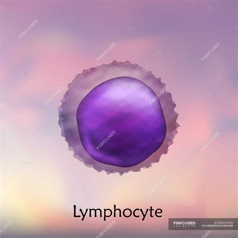 Lymphocyte white blood cell, digital illustration. — healthcare, immune ...