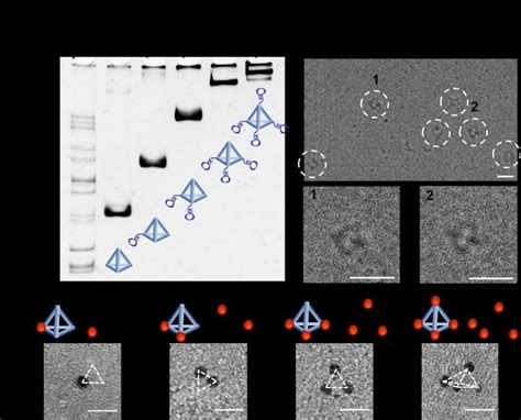 Characterization Of Match N A Page Characterization Of Tetrahedral Download Scientific