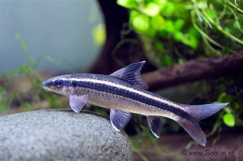 Chinese Algae Eater Vs Otocinclus Ape Aquarium Fish