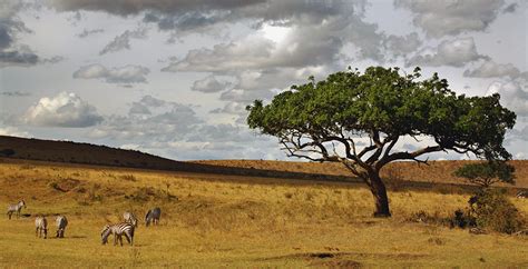 Imagenes De Sabana Africana Imagui