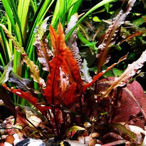 Cryptocoryne Dwarf Red For Sale Aqua Plants Manila Philippines