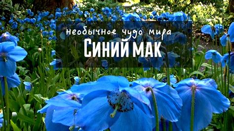 Необычное чудо: Синий Мак растет только в Гималаях... - YouTube