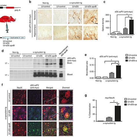 Systemic Injection Of The LV SD5 ApoB Reduces The Accumulation Of CNS