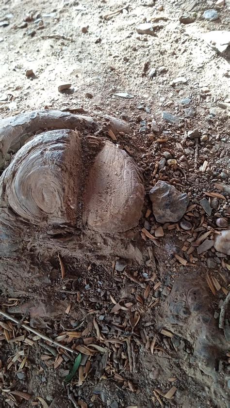 El Tejo Milenario De San Crist Bal Vandalizado Y Da Ado Con Elementos