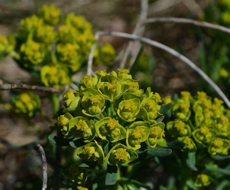 Cypress Spurge Watching For WildflowersWatching For Wildflowers