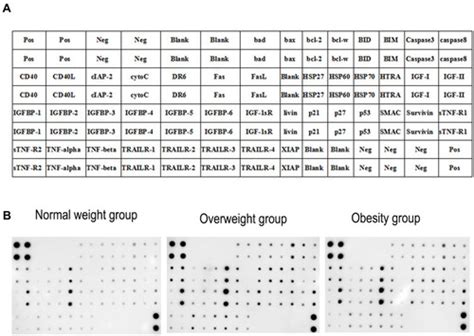 Full Article Association Between Body Mass Index And Male Sperm