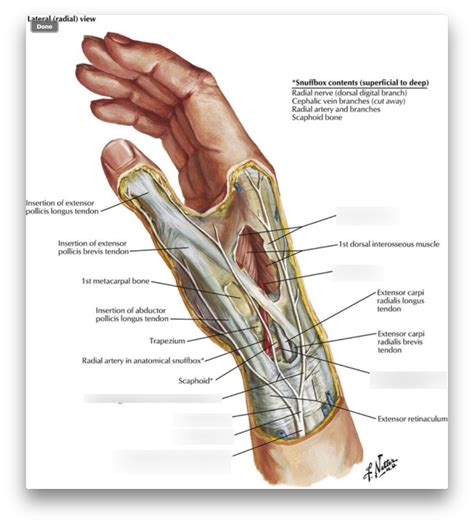 Wrist And Hand Superficial Radial Dissection Diagram Quizlet