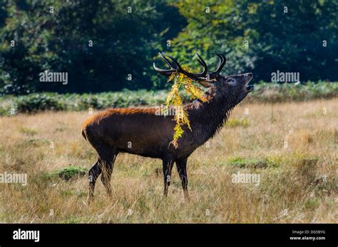 Red Deer Stag Roaring Or Bellowing During The Rutting Season In