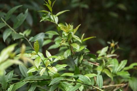 Benef Cios Da Ora Pro N Bis Para Que Serve E Como Cultivar