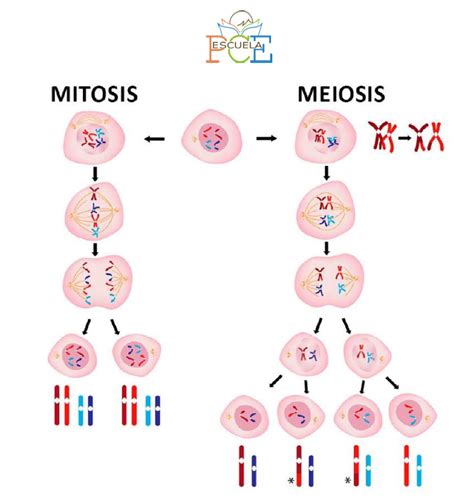 Summary Of Cell Division Escuela PCE