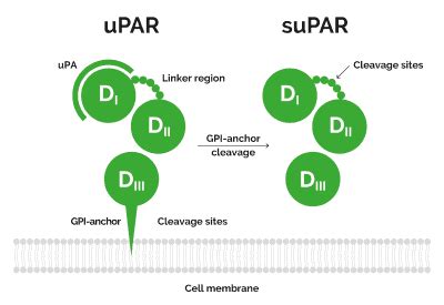 Urokinase Plasminogen As Activator Receptor SuPARnostic By ViroGates