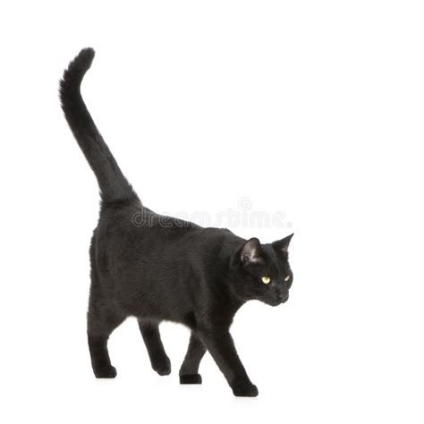 Gato Preto Imagem De Stock Imagem De Retrato Cauda Isolado 4575923
